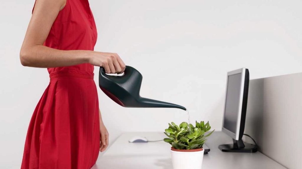 lady watering a plant on her work desk