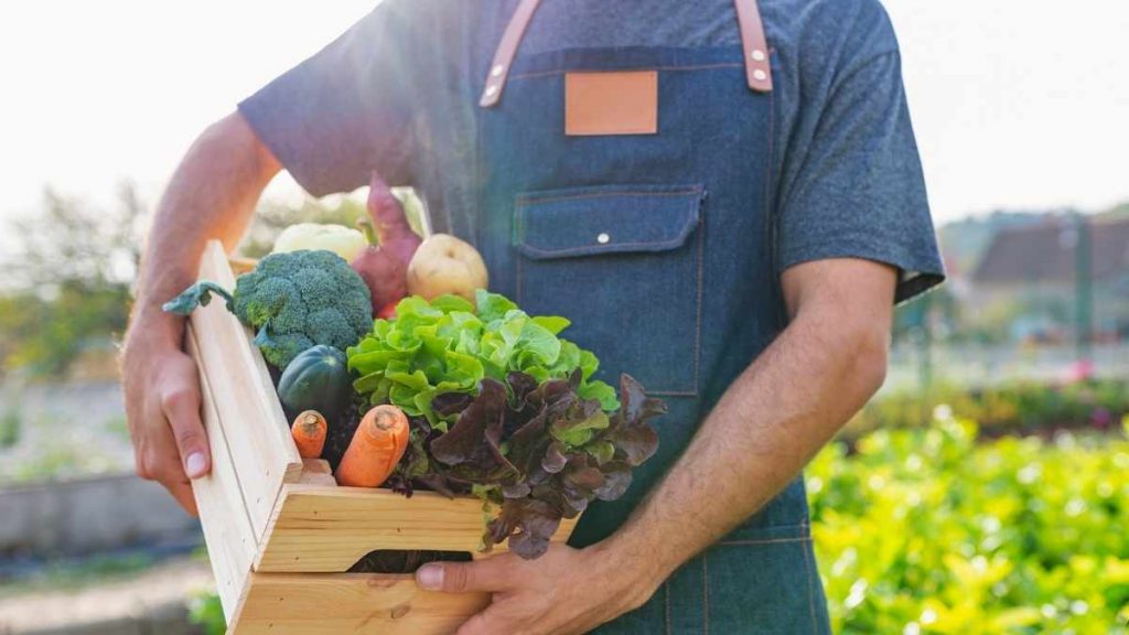 Organic Food in box locally grown