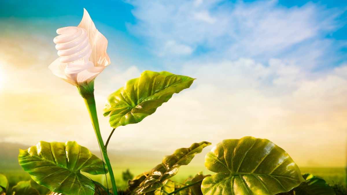 earth friendly activities - flower flourishing