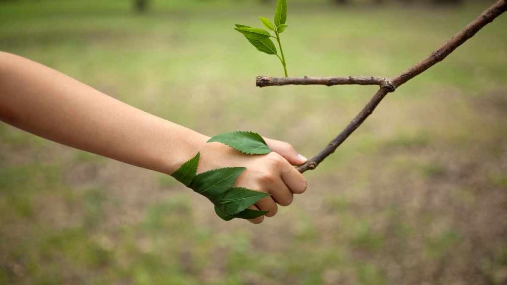 hand holding a tree