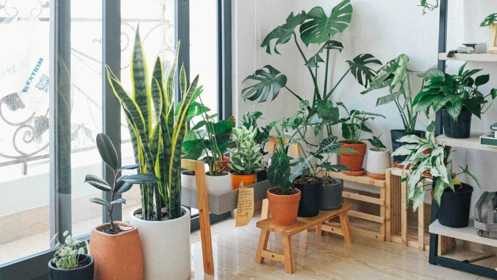 indoor plants