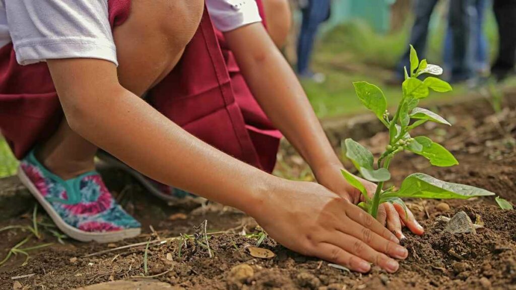 child planting a tree