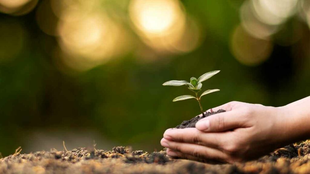 holding new tree sapling