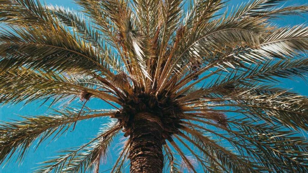 palm tree from below