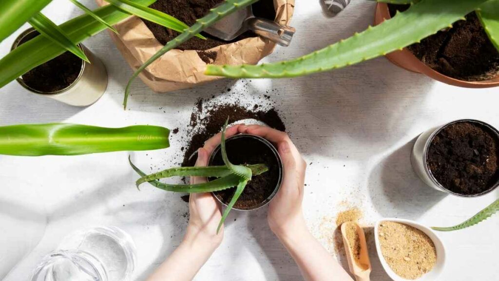 plant in tin can