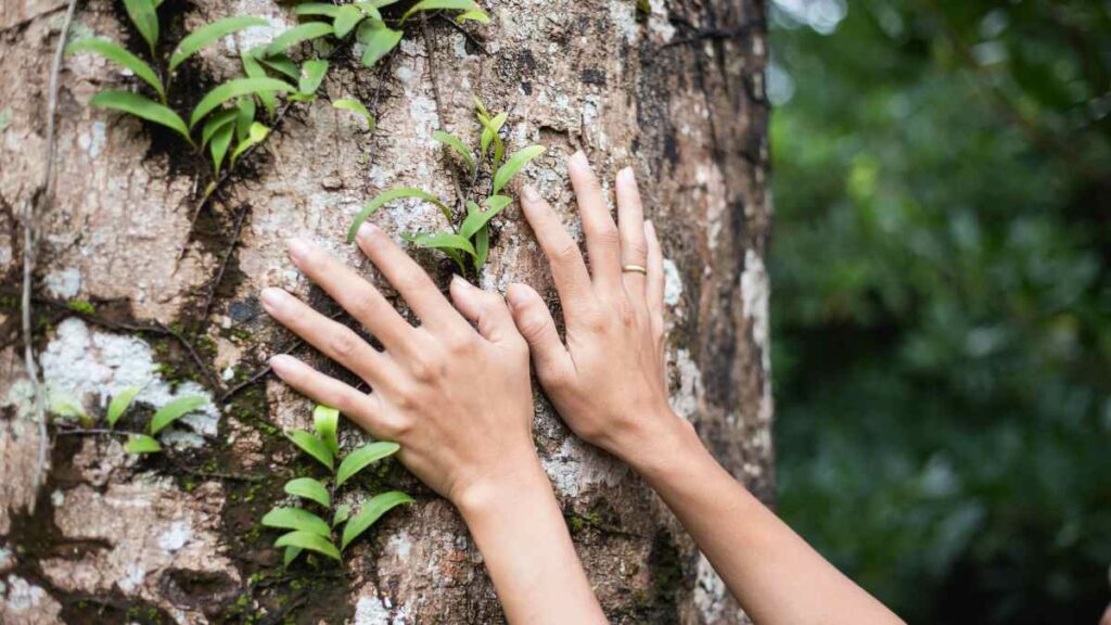 hands on a tree connecting with nature